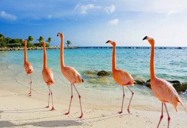 Flamingos Caribbean