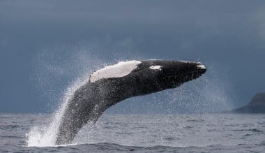 Whales Pico