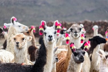 Llamas Bolivia
