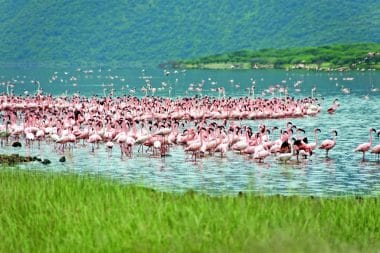 Lake Bogoria Kenya