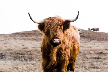 Highland Cattle auf der Isle of Skye