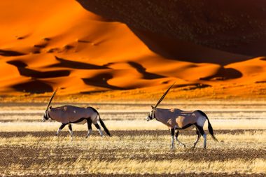 Antelopes in Sossusvlei