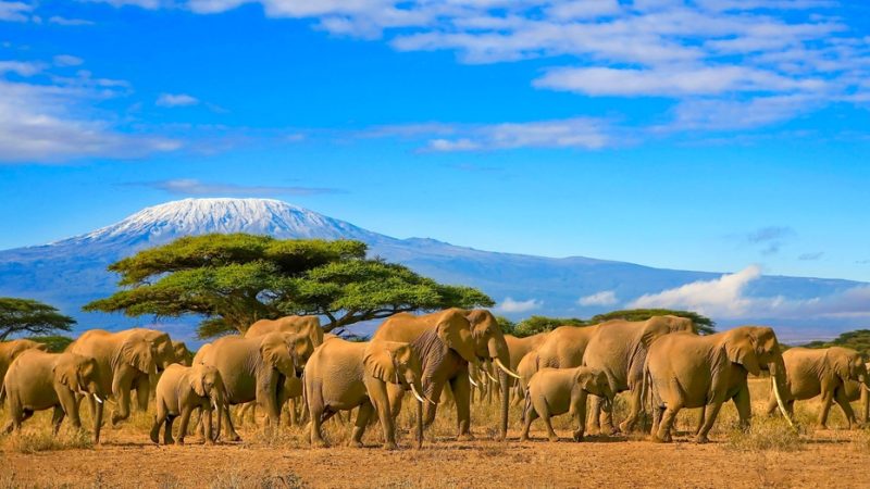 Elefanten Kenia