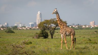 Nationalpark Nairobi