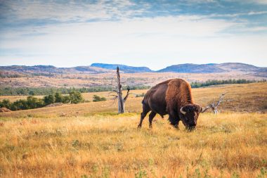 Buffalo pasture in Oklahoma