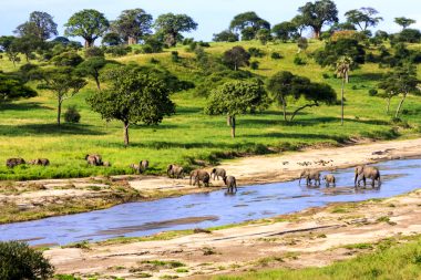Elephants in the Serengeti National Ark in Tanzania
