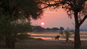 Mana Pools Nationalpark in Simbabwe