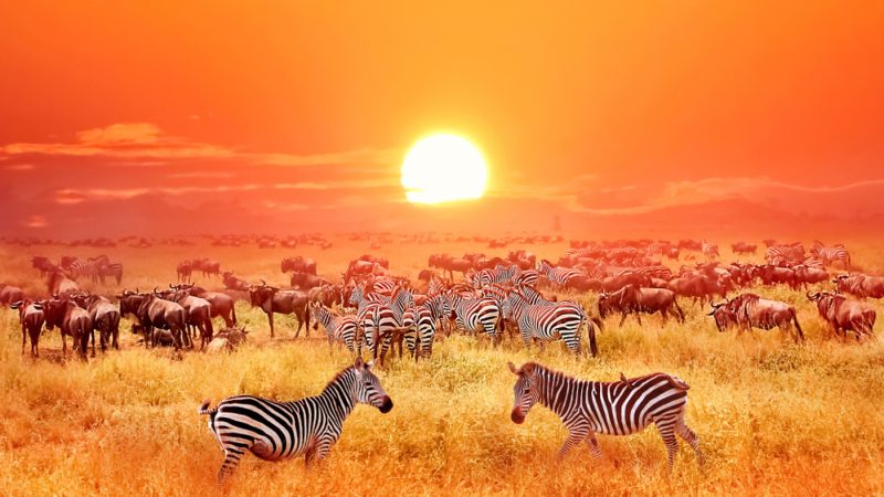 Serengeti, Tansania
