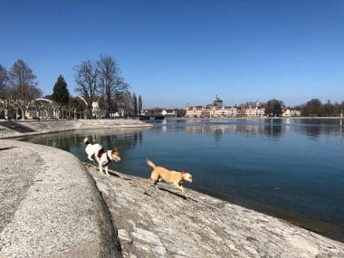 Dogs at Lake Constance