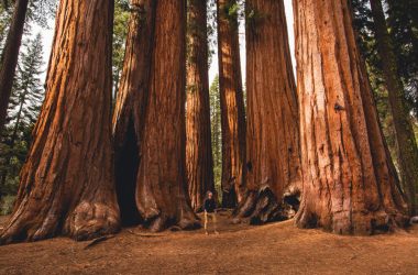 Sequoia Trees in Sequoia National Park