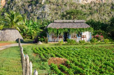 Traditional country house and plantations in the Viñales Valley in Cuba, known for its mountains and tobacco