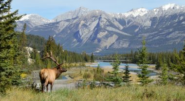Moose in Jasper National Park