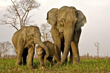 Elephants in Kaziranga National Park