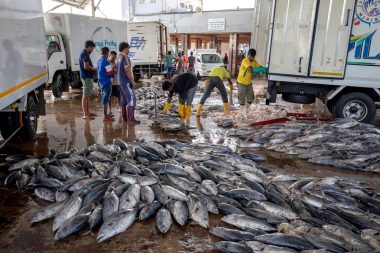 Fischmarkt von Negombo