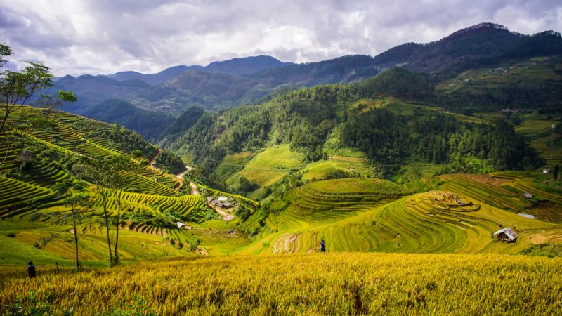 Reisfeld auf den Bergen in Mai Chau