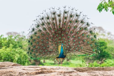 Magnificent peacock in Yala National Park