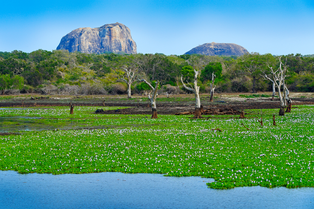 Yala Nationalpark in Sri Lanka