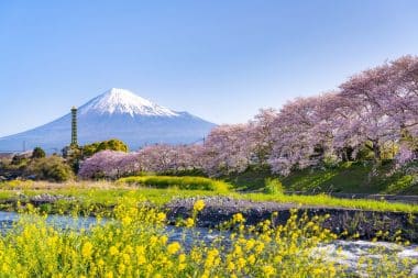 Kirschblüten und der Fuji auf Ryuganbuchi in Fuji City, Präfektur Shizuoka